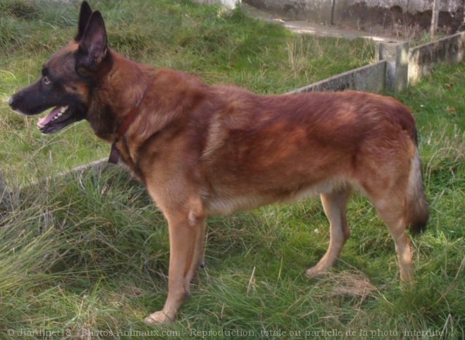 Photo de Berger belge malinois