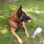 Photo de Berger belge malinois