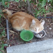 Photo de Chat domestique