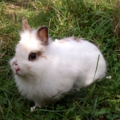 Photo de Lapin