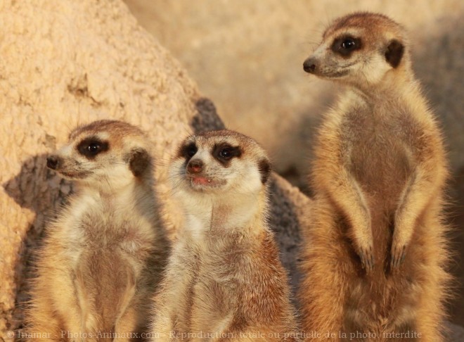 Photo de Suricate