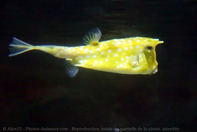 Photo de Poissons exotiques