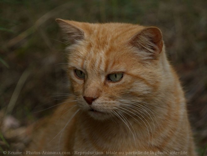 Photo de Chat domestique