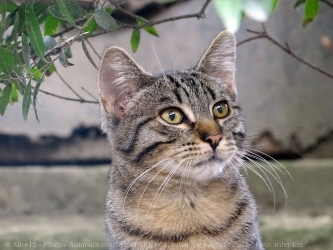 Photo de Chat domestique