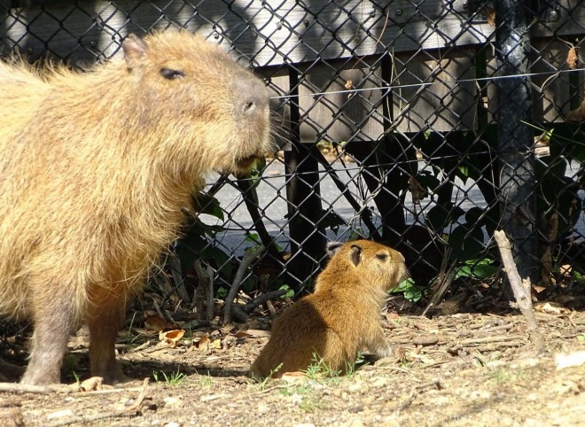 Photo de Cabiai ou capybara