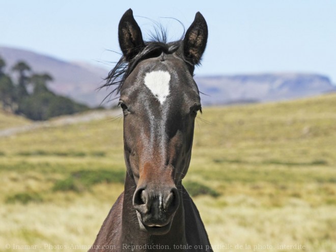 Photo de Percheron