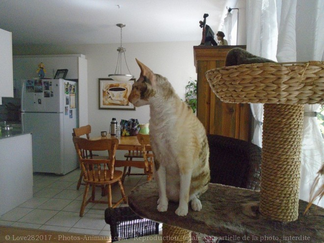 Photo de Cornish rex