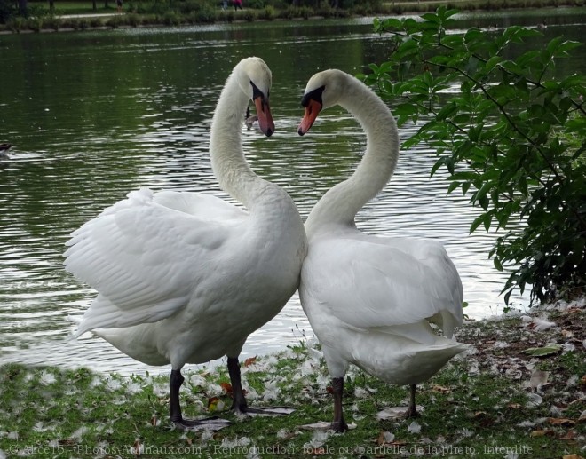 Photo de Cygne