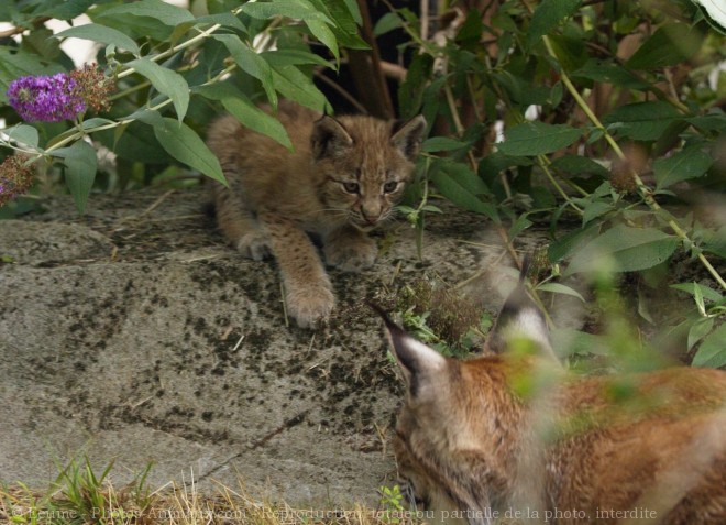 Photo de Lynx