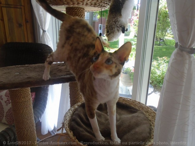 Photo de Cornish rex