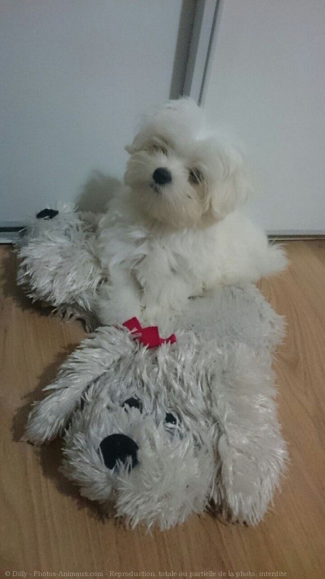 Photo de Bichon maltais