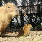 Photo de Cabiai ou capybara