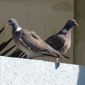 Photo de Pigeon - ramier