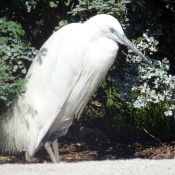 Photo d'Aigrette