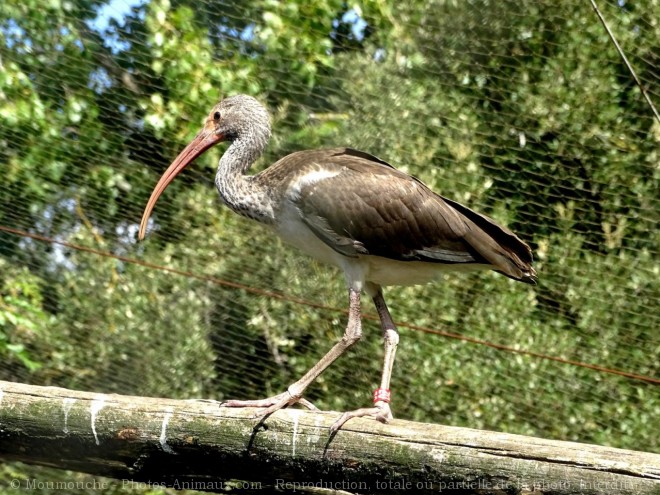 Photo d'Ibis