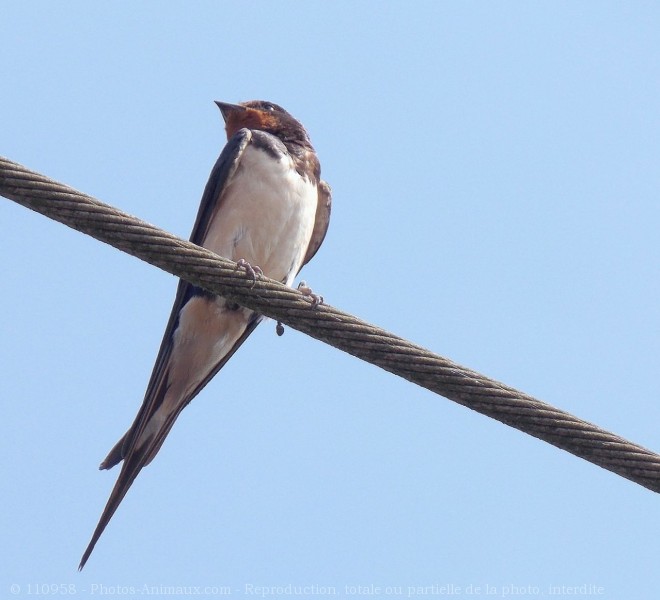 Photo de Hirondelle