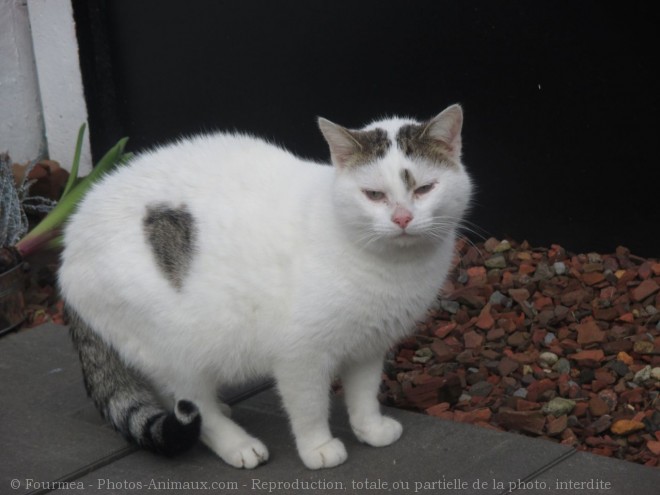 Photo de Chat domestique