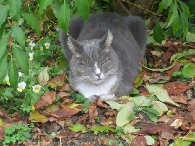 Photo de Chat domestique