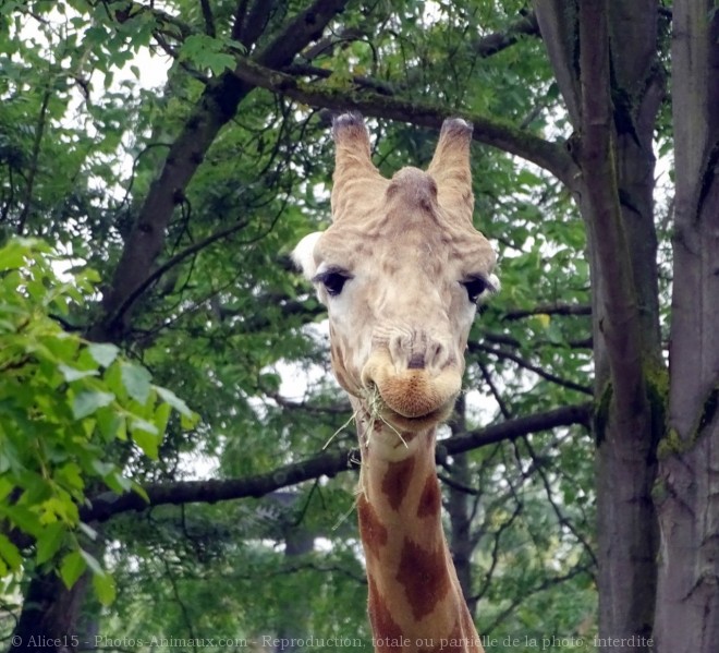 Photo de Girafe