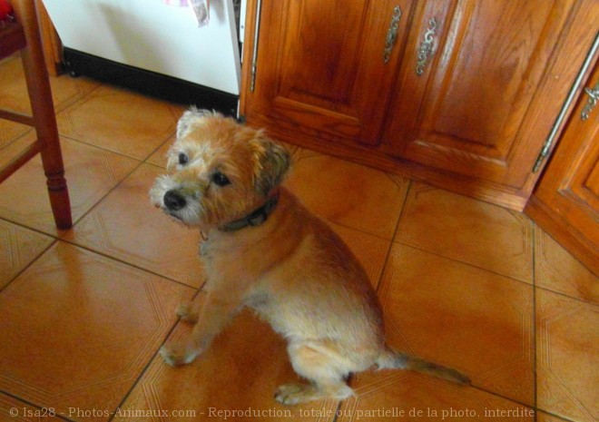 Photo de Border terrier