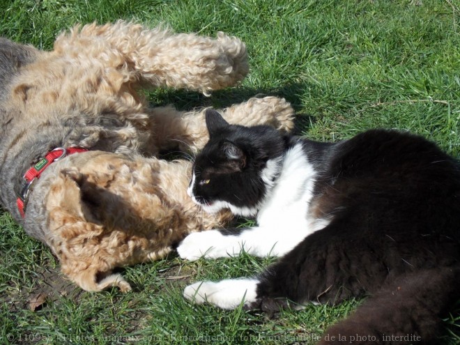 Photo de Races diffrentes