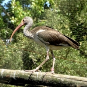 Photo d'Ibis