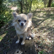 Photo de Chihuahua  poil long