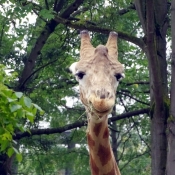 Photo de Girafe