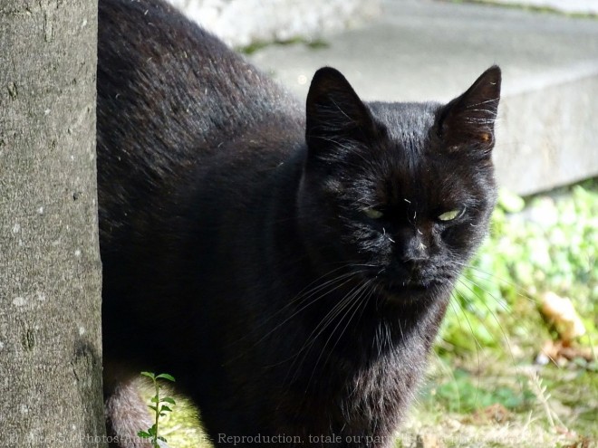 Photo de Chat domestique