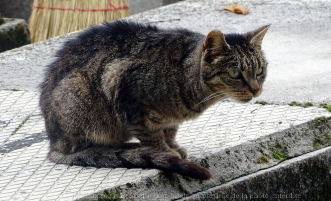 Photo de Chat domestique