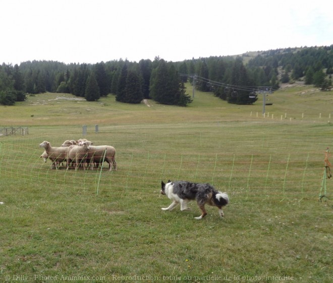 Photo de Border collie