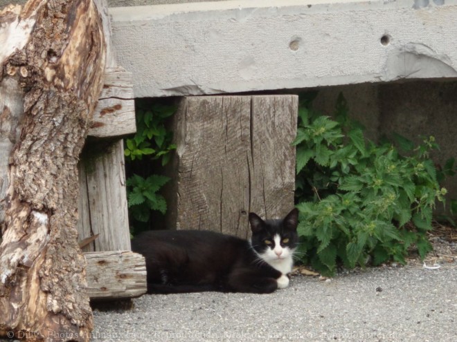 Photo de Chat domestique