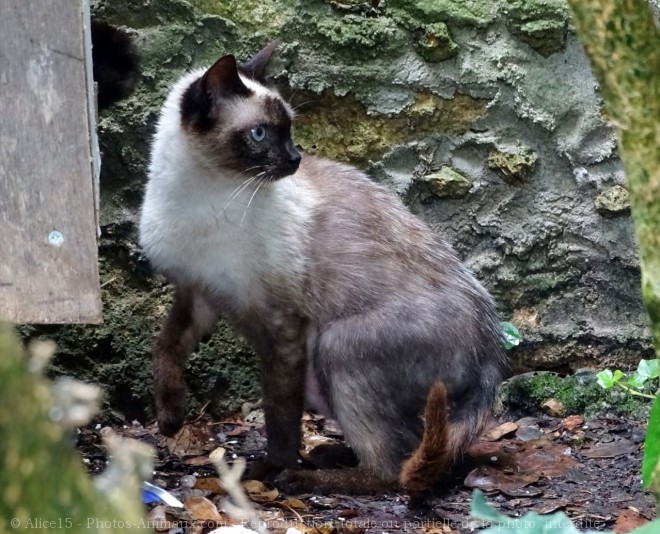 Photo de Chat domestique