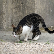 Photo de Chat domestique