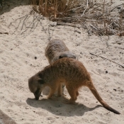 Photo de Suricate