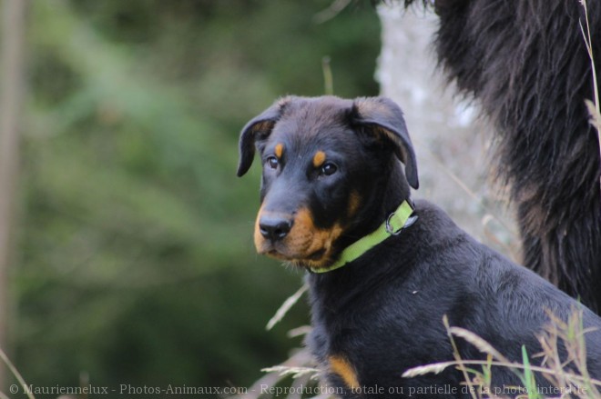 Photo de Berger de beauce