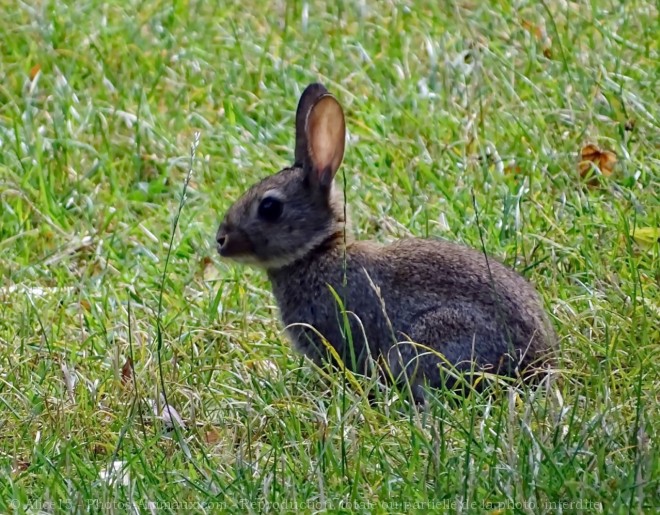 Photo de Lapin