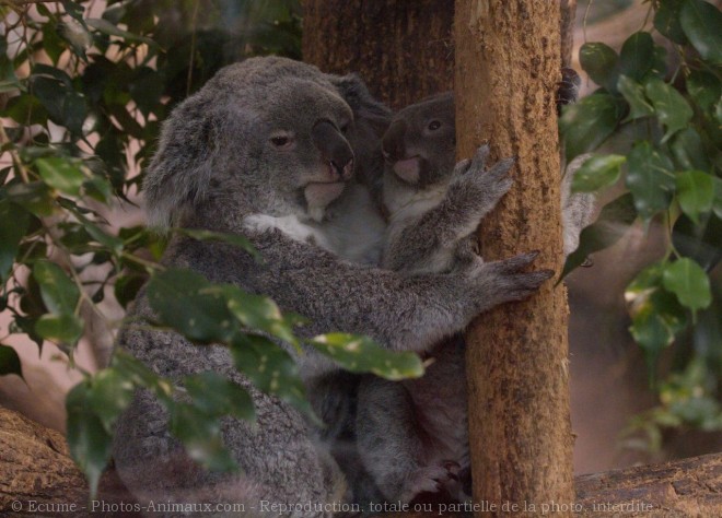 Photo de Koala