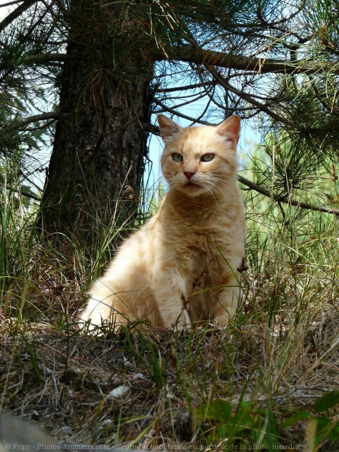 Photo de Chat domestique