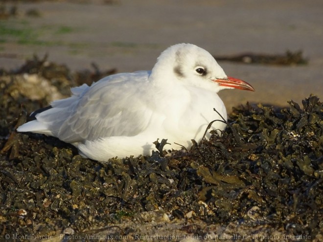 Photo de Mouette