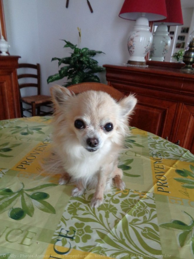 Photo de Chihuahua  poil long