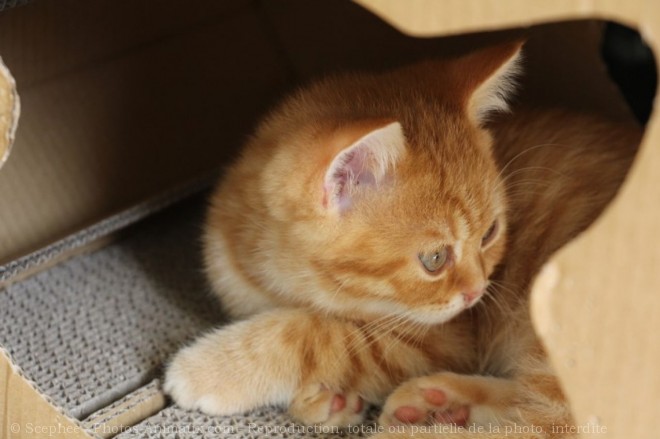 Photo de British shorthair