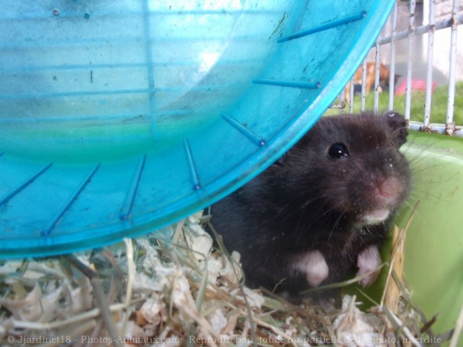 Photo de Hamster