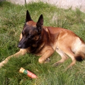 Photo de Berger belge malinois