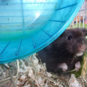 Photo de Hamster