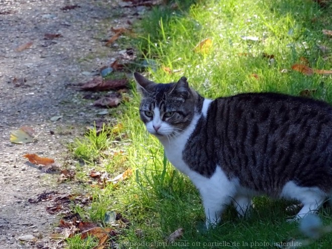 Photo de Chat domestique