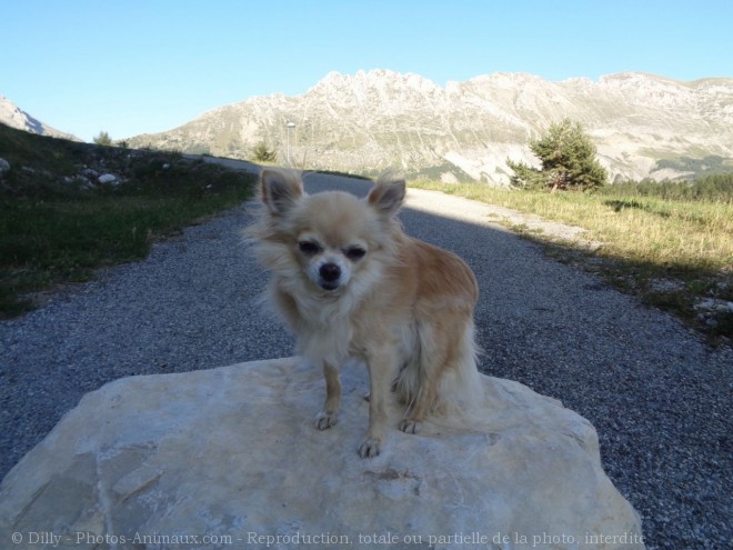 Photo de Chihuahua  poil long