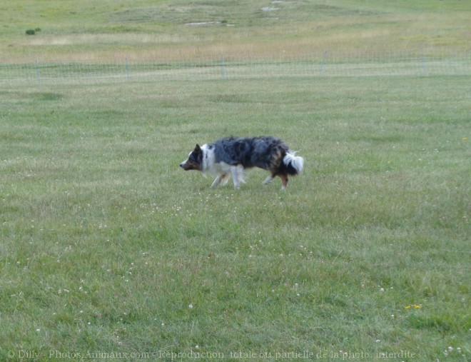 Photo de Border collie