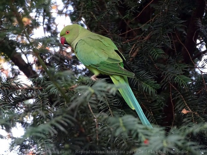 Photo de Perruche  collier