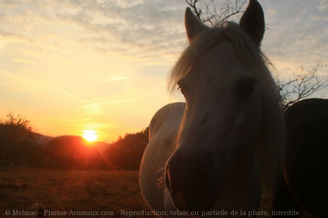 Photo de Poney (toutes races)